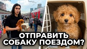 РЖД перевозка животных без сопровождения: Полная пошаговая инструкция 2026