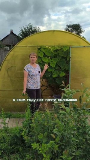 Про желтую теплицу