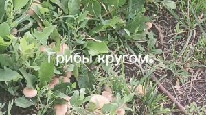 Столько дождей, что грибы кругом. это ведь городские улицы.