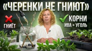 Бесплатная рассада из черенков: как укоренить бальзамин и декоративные культуры