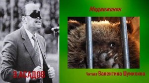 Э. Асадов « Медвежонок». Читает Валентина Шумихина.