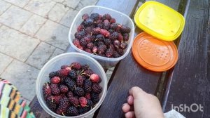 Сходила на прогулку. Нарвала ягоды.