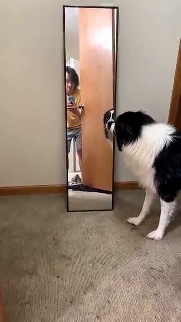 СОБАКА УВИДЕЛА СЕБЯ В ЗЕРКАЛЕ 🤣 Её реакция — просто бомба 🐕 Угар 2026
