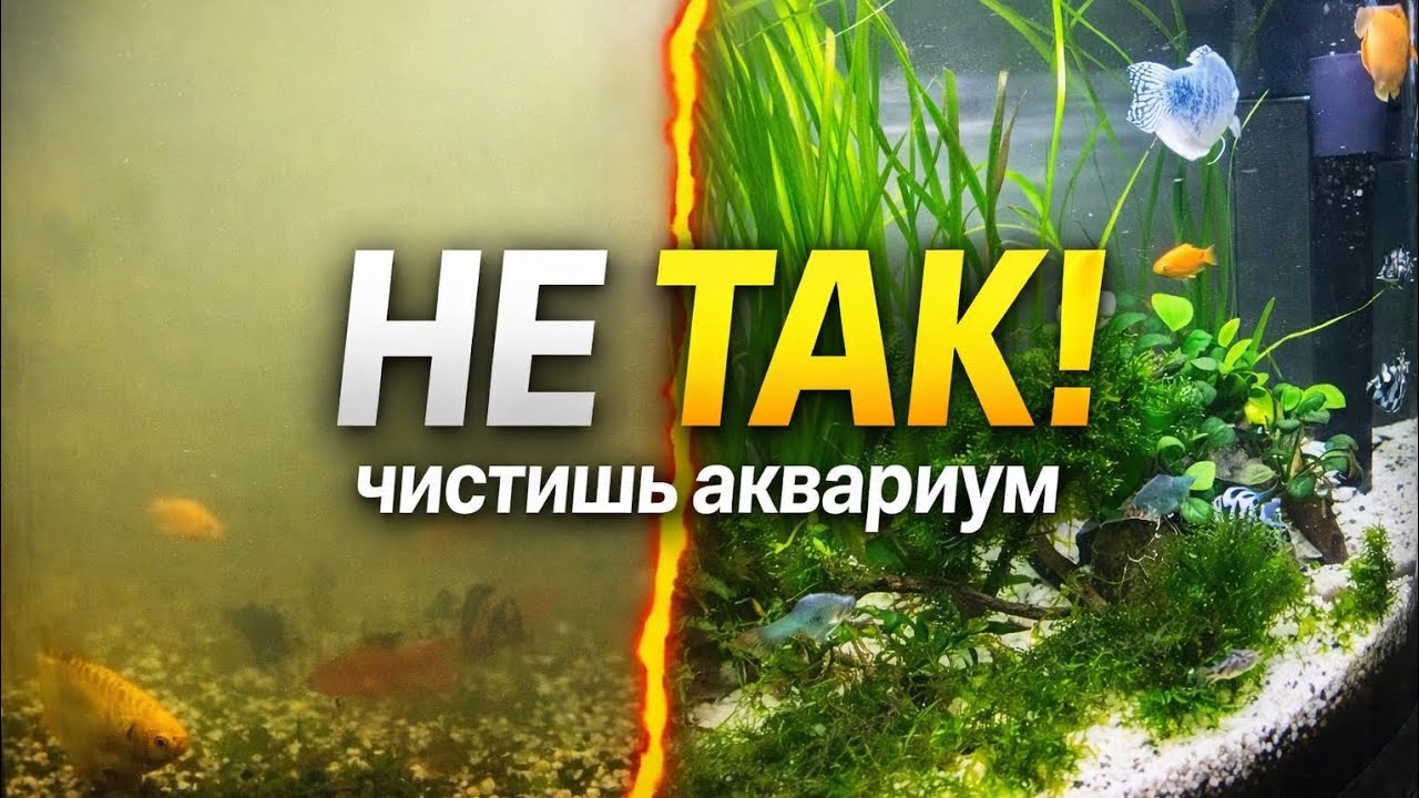 Вы неправильно чистите аквариум