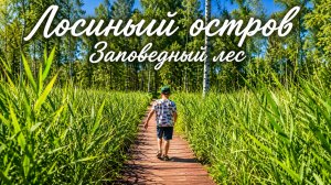 Заповедный лес, Лосиный остров 🦌 21.06.2026