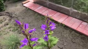 Зацвел колокольчик 27 июня