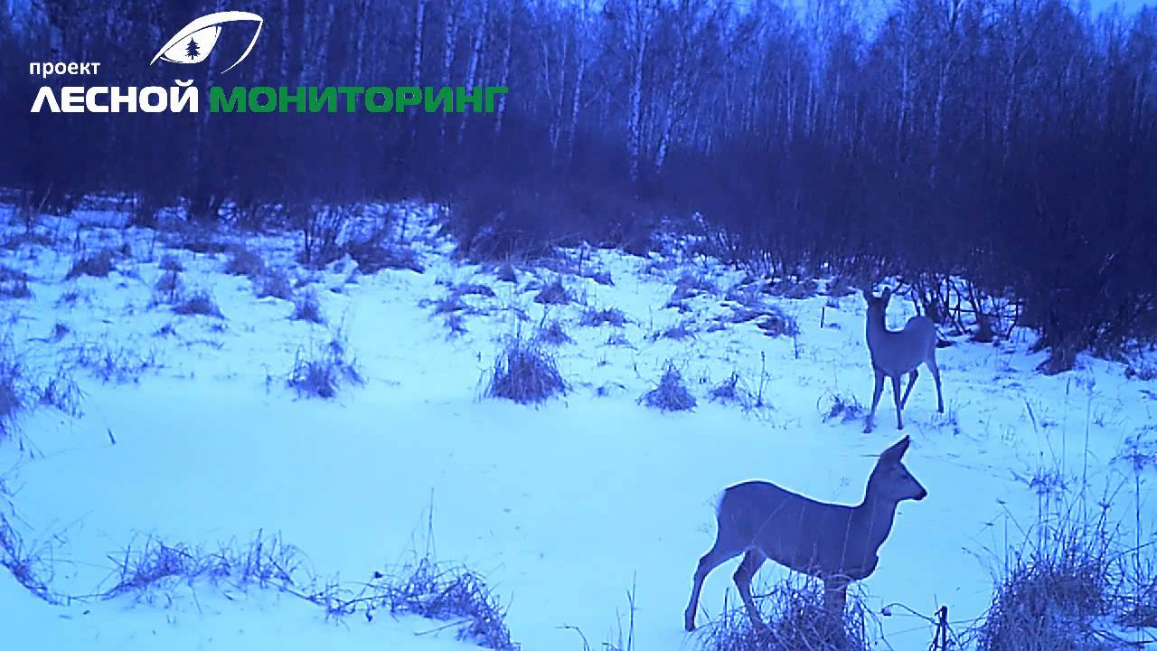 Видео с фотоловушки KG-690NV смотреть онлайн