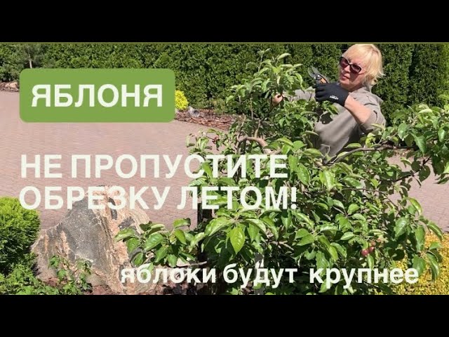 Яблоки будут крупными. Сделайте обрезку до августа. Какие ветки удалить для хорошего урожая. смотреть онлайн