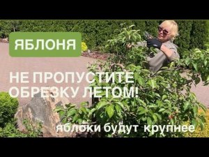 Яблоки будут крупными. Сделайте обрезку до августа. Какие ветки удалить для хорошего урожая.