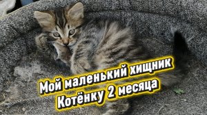Мой маленький котёнок в 2 месяца ловко управляется с мышкой - будущий хищник