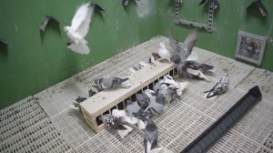 Зимовка в голубятне. Фото голубей и компьютерный учёт