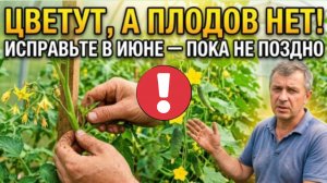 Срочно сделайте это с помидорами и огурцами во второй половине ИЮНЯ, иначе останетесь с ботвой