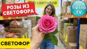 🔥В 🚦СВЕТОФОРЕ ТУИ КУПИЛА И РОЗЫ🔥КЛЁПА ПРОТЕСТИЛ🔥 КОТОПОЗИТИВ🔥