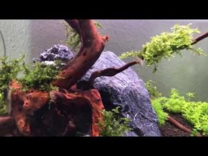 Водоподготовка и подмена воды в аквариуме