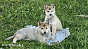 Щенки спросони