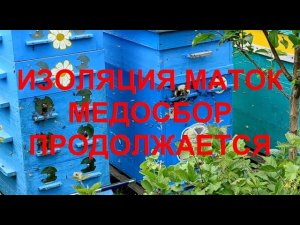 ИЗОЛЯЦИЯ МАТОК НА МЕДОСБОР !!!  ПРАКТИЧЕСКИЙ РЕЗУЛЬТАТ ТЕХНОЛОГИИ !!!  ВЗЯТОК ПРОДОЛЖАЕТСЯ !!!