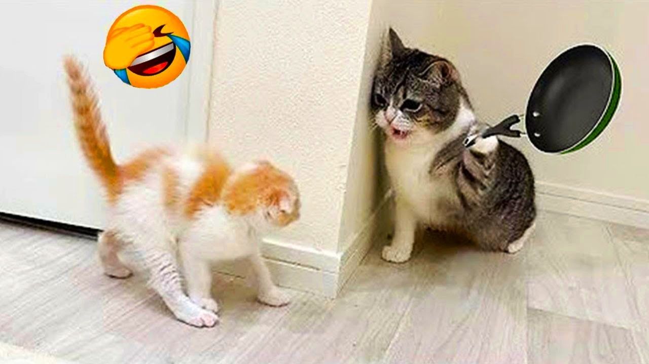 Смешные Кошки-Коты 😸Лучшие приколы с кошками и Животными😸 СОБАКИ😸 Животные- Смешные видео! смотреть онлайн