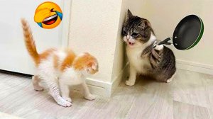 Смешные Кошки-Коты  😸Лучшие приколы с кошками и Животными😸 СОБАКИ😸 Животные- Смешные видео!