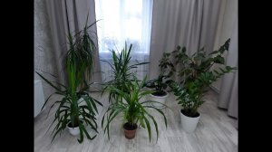 В гостях у подписчицы Альбины. Обзор  коллекции комнатных растений.