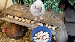 ПОКАЗЫВАЮ СВОЙ КУРЯТНИК Кто хочет оставить КУР НА ДАЧЕ и СОБИРАТЬ ЯЙЦА