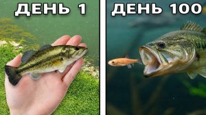 Выращивание окуня в течение 100 дней