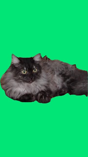 Мой кот Моня | Зелёный фон