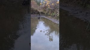 Октябрь. Начинаю спускать пруд