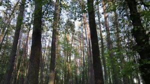 ЭТА МЕЛОДИЯ ПРОГОНЯЕТ ТРЕВОЖНОСТЬ И ЛАСКОВО УТЯГИВАЕТ В СОН