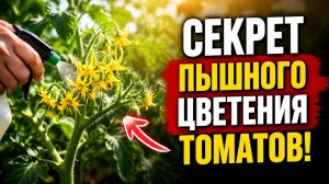 Секрет пышного цветения томатов: Малоизвестный способ получить завязи даже в сильную жару! 🍅
