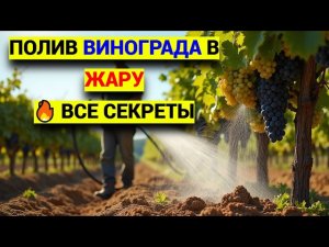 Полив винограда летом: главные правила для сладкого урожая