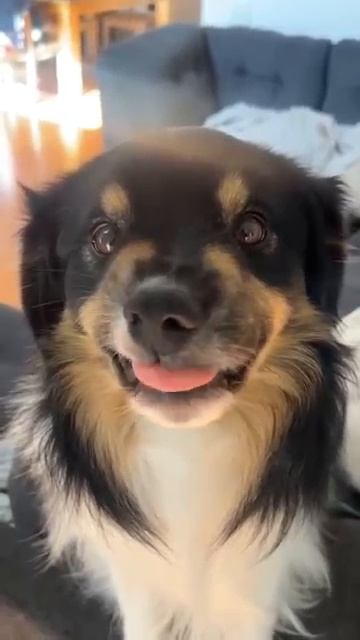 ВИНОВАТАЯ МОРДА СОБАКИ 🤣 Этот взгляд невозможно подделать 🐶 Угар 2026