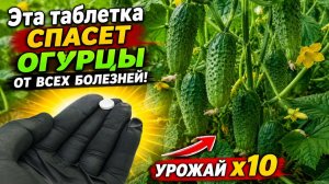 Эта таблетка спасет Огурцы от всех болезней! Листья не желтеют мега урожай.