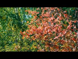 Начало Осени. Первые дни осени. Красная рябина | Футажи красивая природа [FullHD]