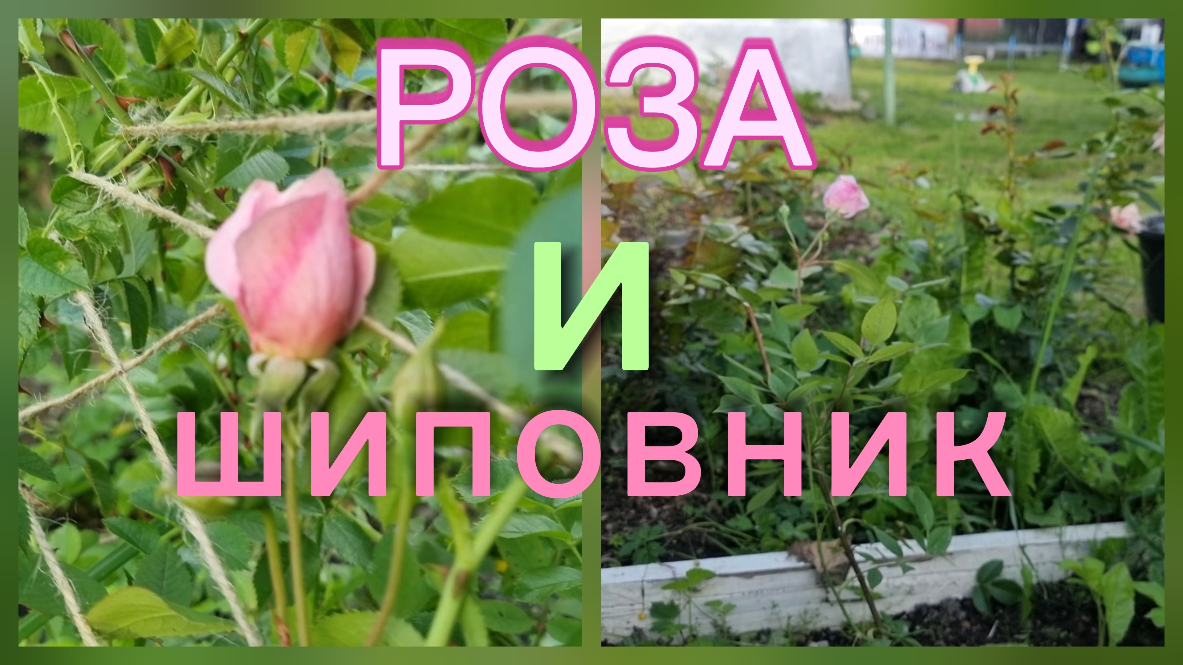 Сад