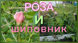 Роза превращается в шиповник. Исправляем.
