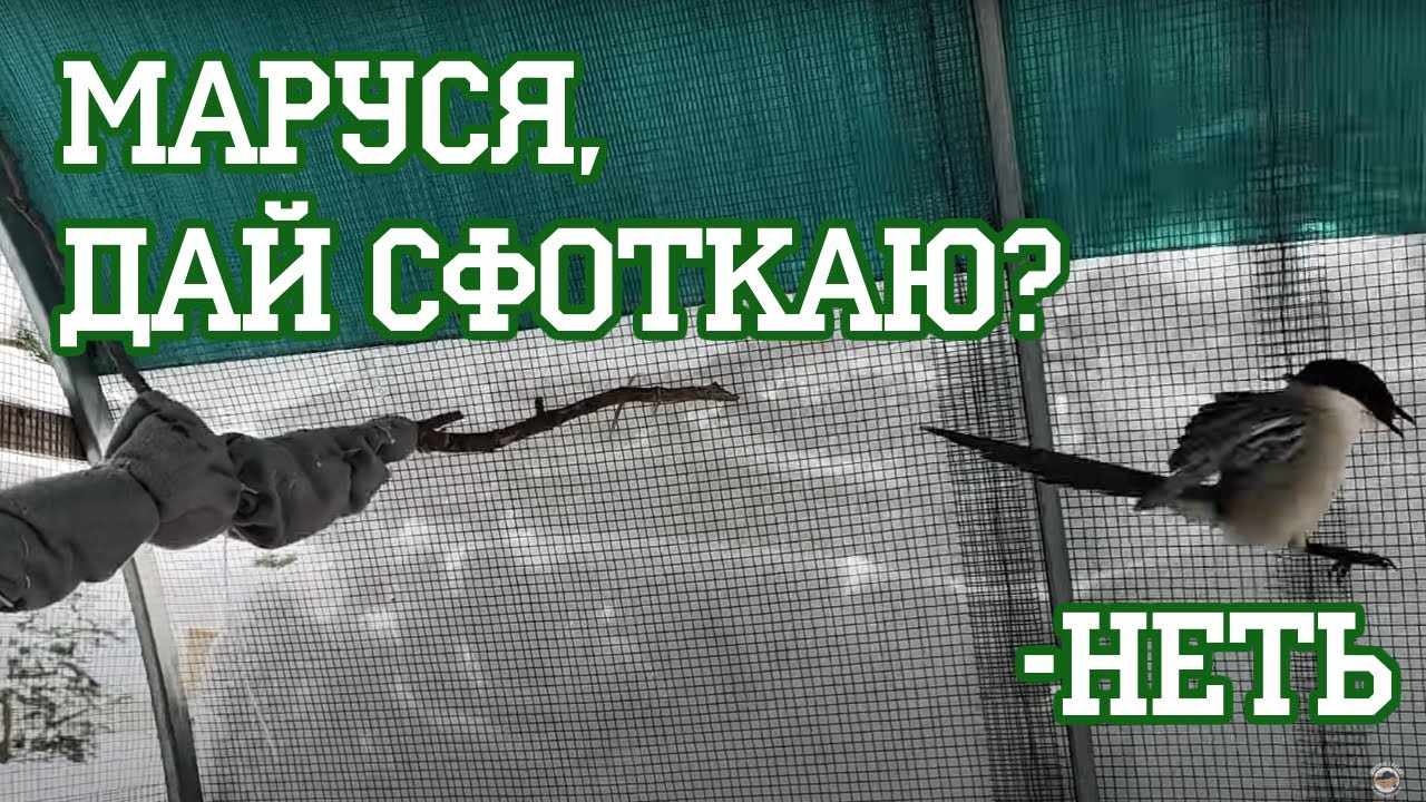 Маруся-говоруся - сорока с шилом в хвосте смотреть онлайн