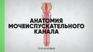 Анатомия мочеиспускательного канала (мужского и женского)