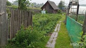 Снова дождь.Зарядка для курочки.И просто поговорить.