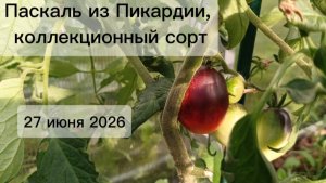 С первым томатиком меня 😁