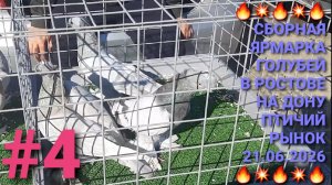 🔥💥🔥 Сборная ярмарка голубей в Ростове на Дону. Птичий рынок 21.06.26. Часть 4.