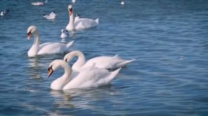 Релакс. Приятная расслабляющая музыка
 Водная стихия:лебеди  гуси,утки, рыбки...Видео  фильм.