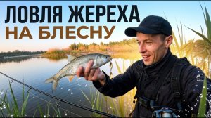 Ловля жереха на реке Дон 2026! Подобрал уловистую блесну на жереха!