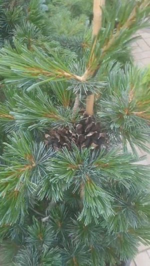 ❤🌲Сосна мелкоцветковая Негиши
✔Продажа растений в макс и телеграм канале: https://t.me/love_is_hvoin