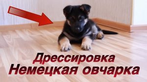 Дрессировка щенка Немецкой овчарки - Арчи 2 месяца
