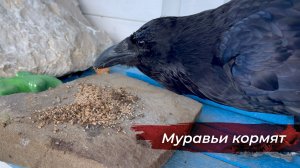 Как приучить птицу к новым вещам? Принимаем подарки подписчиков!