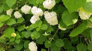 Утренние разборки Котики