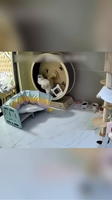 Cat treadmill.😂🤣 #catlover #funnyvideos #funnycat