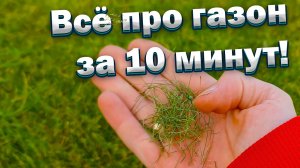Всё про газон за 10 минут. Сколько стоит посадить газон.