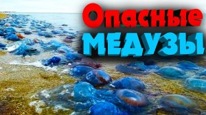 Медузы всплыли в Азовском море | Нашествие опасных медуз | Ядовитые медузы | Ядовитые медузы
