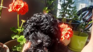 чорный той пудель 2 месяца caniche toy 2 mes #toypoodle#minitoypoodle#canichetoy#